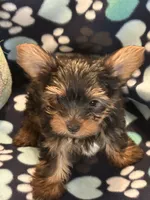 Peter, a male Yorkshire Terrier for sale in North Port, FL – 5 of 7