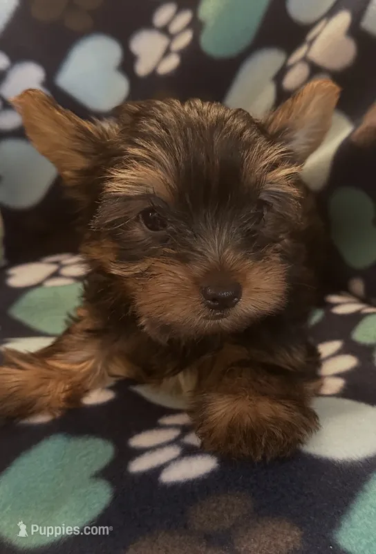 Peter – Yorkshire Terrier puppy for sale in North Port, FL