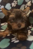 Peter, a male Yorkshire Terrier for sale in North Port, FL – 1 of 7