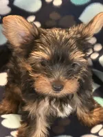 Peter, a male Yorkshire Terrier for sale in North Port, FL – 7 of 7