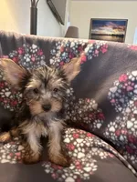 Jan, a female Yorkshire Terrier for sale in North Port, FL – 3 of 4
