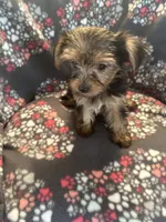 Marcia, a female Yorkshire Terrier for sale in North Port, FL – 2 of 5