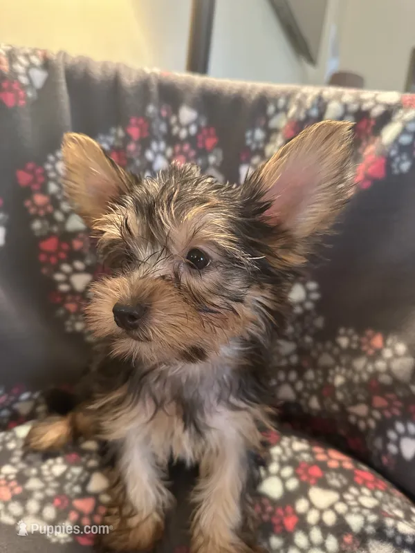 Jan – Yorkshire Terrier puppy for sale in North Port, FL