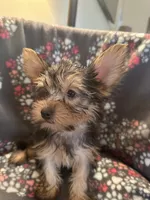 Jan, a female Yorkshire Terrier for sale in North Port, FL – 1 of 4
