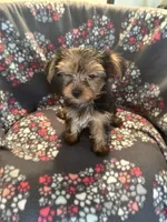 Marcia, a female Yorkshire Terrier for sale in North Port, FL – 5 of 5