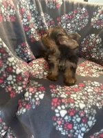 Cindy, a female Yorkshire Terrier for sale in North Port, FL – 3 of 3