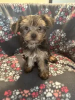 Marcia, a female Yorkshire Terrier for sale in North Port, FL – 1 of 5