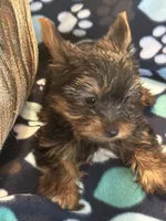 Bobby, a male Yorkshire Terrier for sale in North Port, FL – 3 of 5