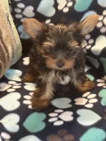 Peter, a male Yorkshire Terrier for sale in North Port, FL – 3 of 7