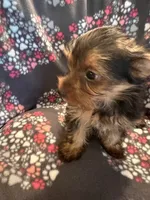 Cindy, a female Yorkshire Terrier for sale in North Port, FL – 2 of 3