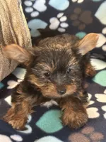 Bobby, a male Yorkshire Terrier for sale in North Port, FL – 4 of 5