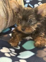 Greg, a male Yorkshire Terrier for sale in North Port, FL – 3 of 6