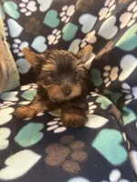 Peter, a male Yorkshire Terrier for sale in North Port, FL – 6 of 7