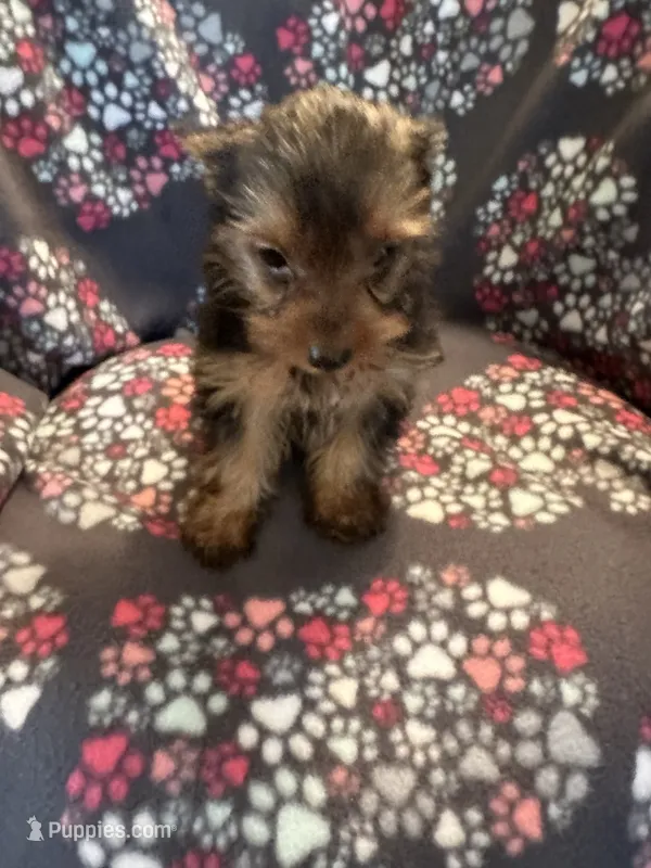Cindy – Yorkshire Terrier puppy for sale in North Port, FL