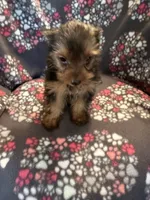 Cindy, a female Yorkshire Terrier for sale in North Port, FL – 1 of 3