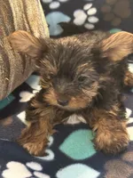 Greg, a male Yorkshire Terrier for sale in North Port, FL – 6 of 6