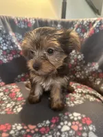 Marcia, a female Yorkshire Terrier for sale in North Port, FL – 3 of 5
