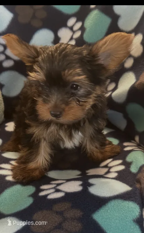 Greg – Yorkshire Terrier puppy for sale in North Port, FL