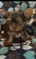 Greg, a male Yorkshire Terrier for sale in North Port, FL – 1 of 6