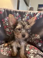 Jan, a female Yorkshire Terrier for sale in North Port, FL – 4 of 4