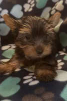 Greg, a male Yorkshire Terrier for sale in North Port, FL – 2 of 6