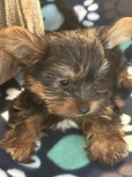 Greg, a male Yorkshire Terrier for sale in North Port, FL – 4 of 6