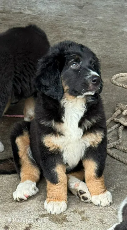Gracy – Border Collie, Newfoundland puppy on hold in Wausaukee, WI