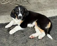 Freddy, a male Border Collie and Newfoundland for sale in Wausaukee, WI – 1 of 1