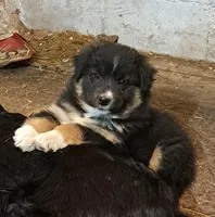 TeddyBear, a female Border Collie and Newfoundland for sale in Wausaukee, WI – Photo 3 of 4