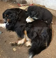 TeddyBear, a female Border Collie and Newfoundland for sale in Wausaukee, WI – Photo 4 of 4