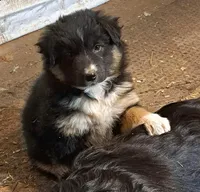 TeddyBear, a female Border Collie and Newfoundland for sale in Wausaukee, WI – Photo 1 of 4