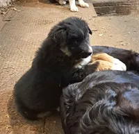 TeddyBear, a female Border Collie and Newfoundland for sale in Wausaukee, WI – Photo 2 of 4