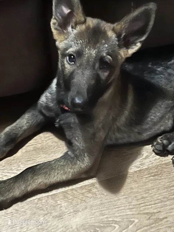 Red Boy – German Shepherd Dog puppy for sale in Prospect Hill, NC