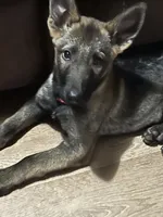 Red Boy, a male German Shepherd Dog for sale in Prospect Hill, NC – 1 of 8