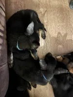 Light Blue, a male German Shepherd Dog for sale in Prospect Hill, NC – Photo 4 of 7