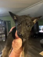 Light Blue, a male German Shepherd Dog for sale in Prospect Hill, NC – Photo 3 of 7