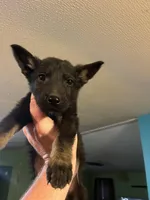 Light Blue, a male German Shepherd Dog for sale in Prospect Hill, NC – Photo 5 of 7