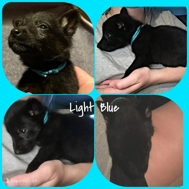 Light Blue – German Shepherd Dog puppy for sale in Prospect Hill, NC