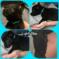 Light Blue, a male German Shepherd Dog for sale in Prospect Hill, NC – Photo 1 of 2