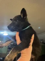 Light Blue, a male German Shepherd Dog for sale in Prospect Hill, NC – Photo 1 of 7