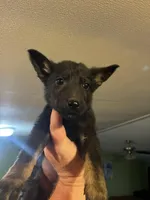 Light Blue, a male German Shepherd Dog for sale in Prospect Hill, NC – Photo 2 of 7