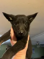 Dark Blue, a male German Shepherd Dog for sale in Prospect Hill, NC – Photo 2 of 6