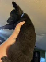 Dark Blue, a male German Shepherd Dog for sale in Prospect Hill, NC – Photo 3 of 6