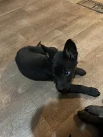 Dark Blue, a male German Shepherd Dog for sale in Prospect Hill, NC – Photo 4 of 6