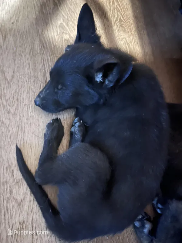 Dark Blue – German Shepherd Dog puppy for sale in Prospect Hill, NC