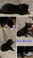 Dark Blue, a male German Shepherd Dog for sale in Prospect Hill, NC – Photo 2 of 2