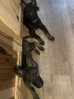 Light Blue, a male German Shepherd Dog for sale in Prospect Hill, NC – 5 of 8