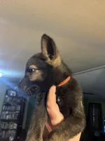 Red Boy, a male German Shepherd Dog for sale in Prospect Hill, NC – Photo 2 of 7