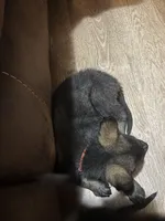 Red Boy, a male German Shepherd Dog for sale in Prospect Hill, NC – Photo 4 of 7