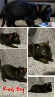 Red Boy, a male German Shepherd Dog for sale in Prospect Hill, NC – Photo 2 of 2